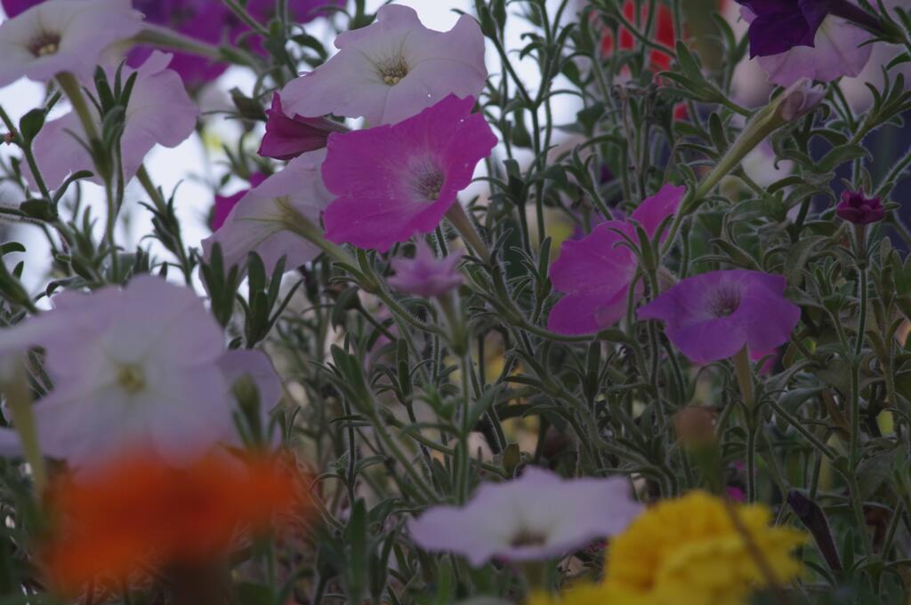 KP花