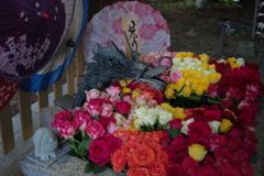 KP薔薇に囲まれて