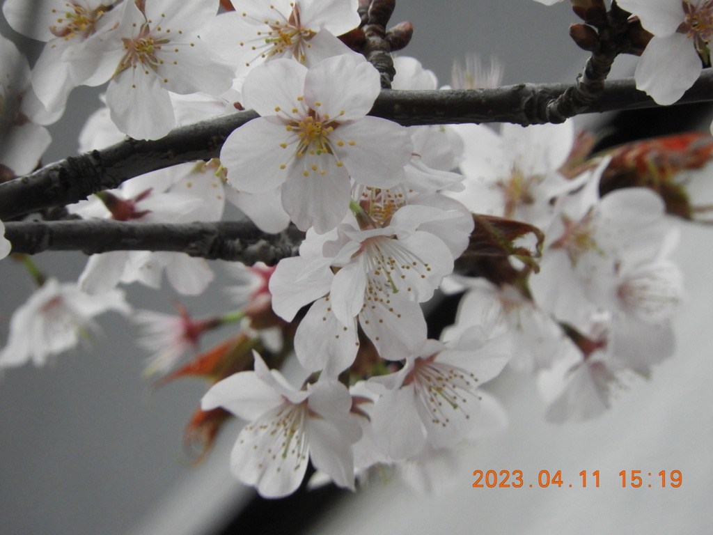 札幌にもようやく桜が咲きました
