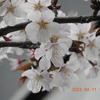札幌にもようやく桜が咲きました