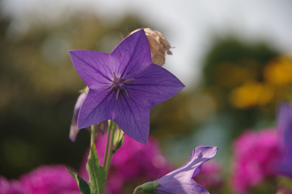 きれいな花とそうでない花