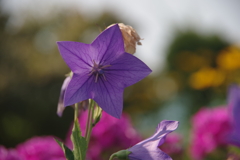 きれいな花とそうでない花