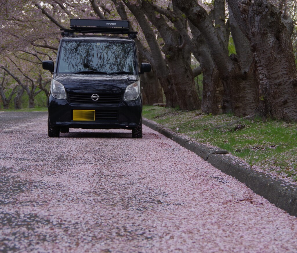 ピンクの小路