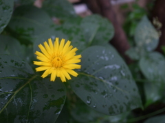 雨に打たれて-3
