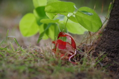 KP雑草