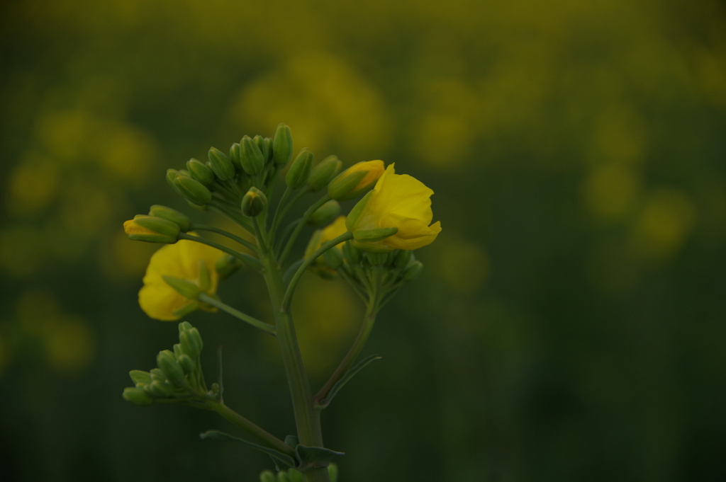 KP菜の花