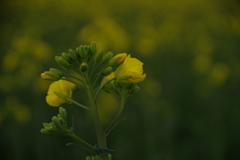 KP菜の花