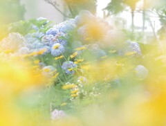 紫陽花