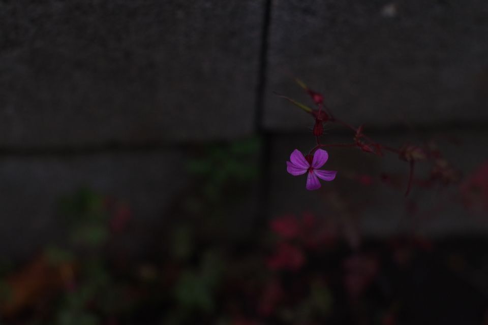 ひっそりと