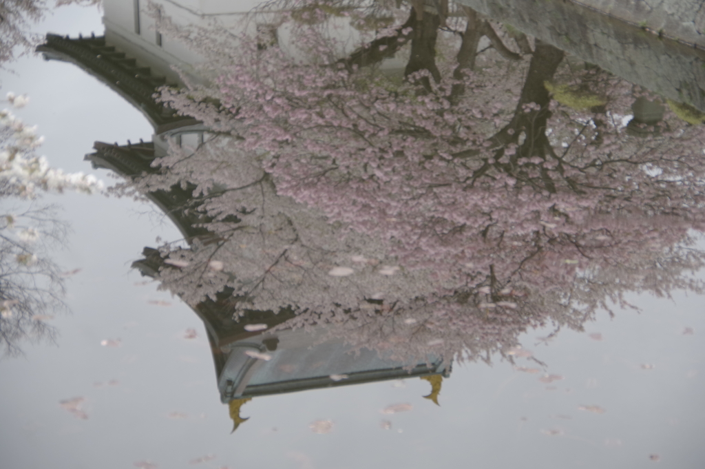 お城とサクラ