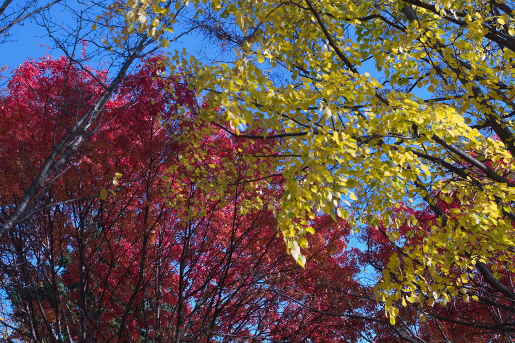 紅葉と青空2