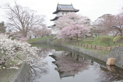 桜と松前城
