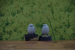 KPシマエナガ2