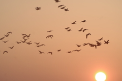 夕陽に飛ぶ