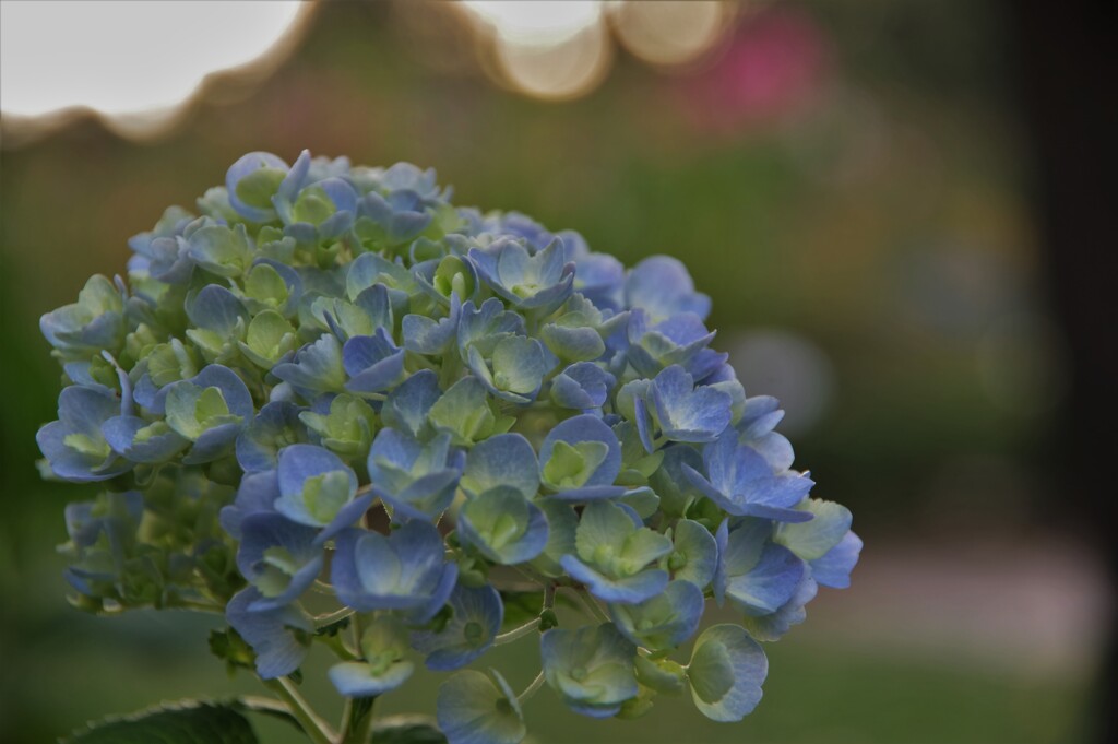 KP紫陽花