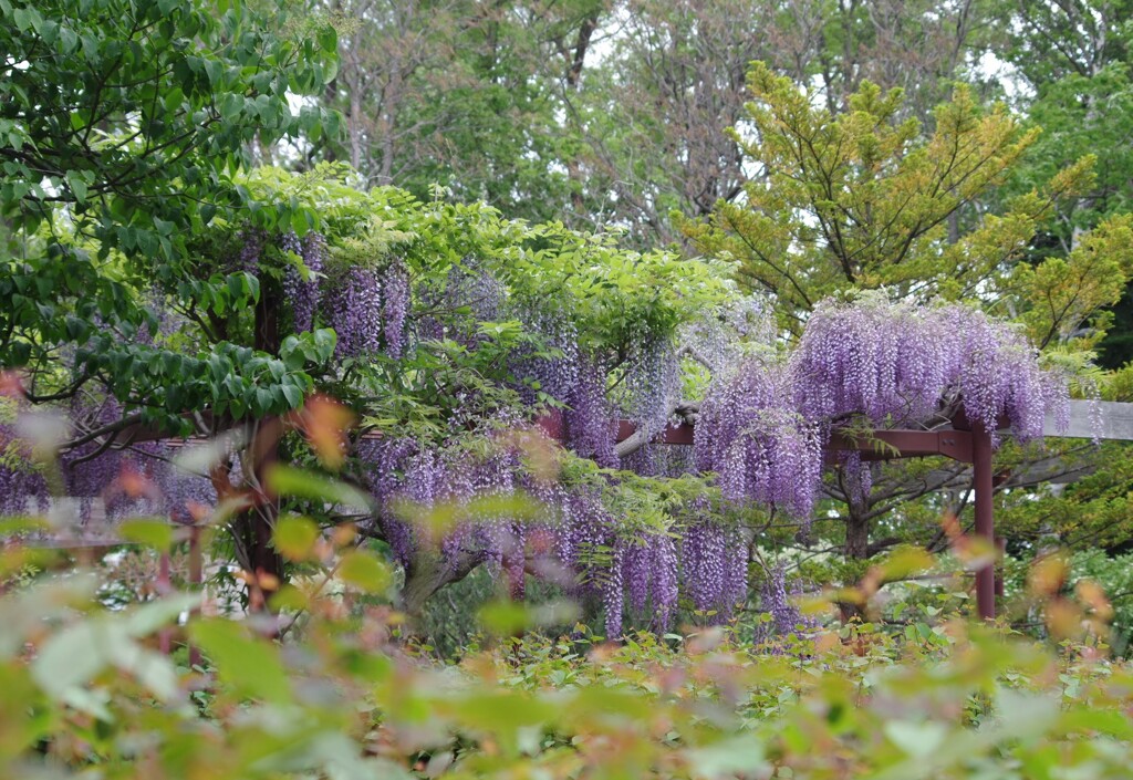 賑やか