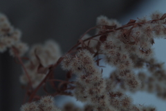 冬の花