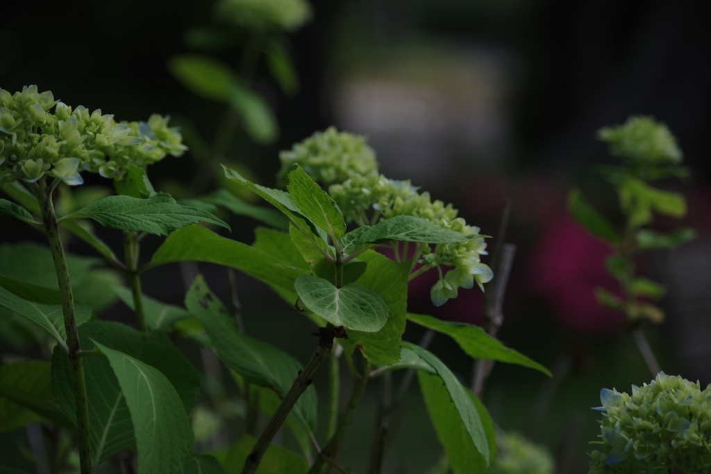 紫陽花が咲き始めました