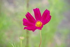 道端の花