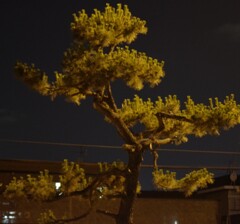 街灯を浴びて