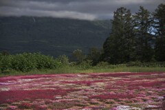 芝桜公園