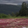 芝桜公園