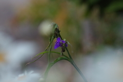 紫の花