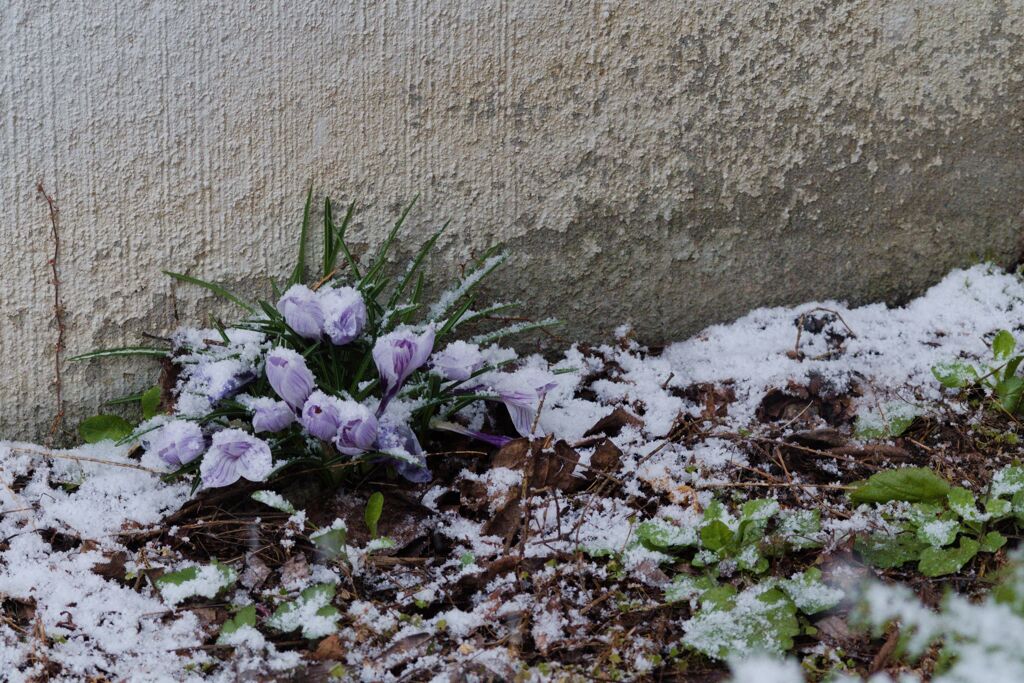 なごり雪