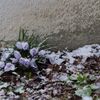 なごり雪