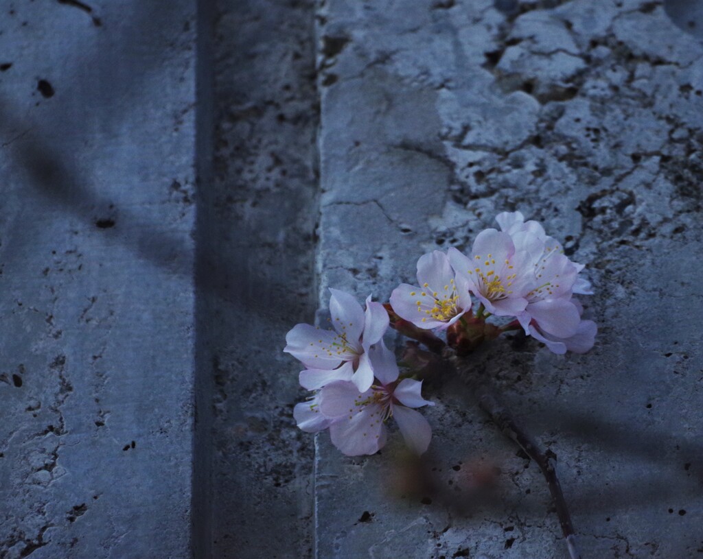 KP桜咲く