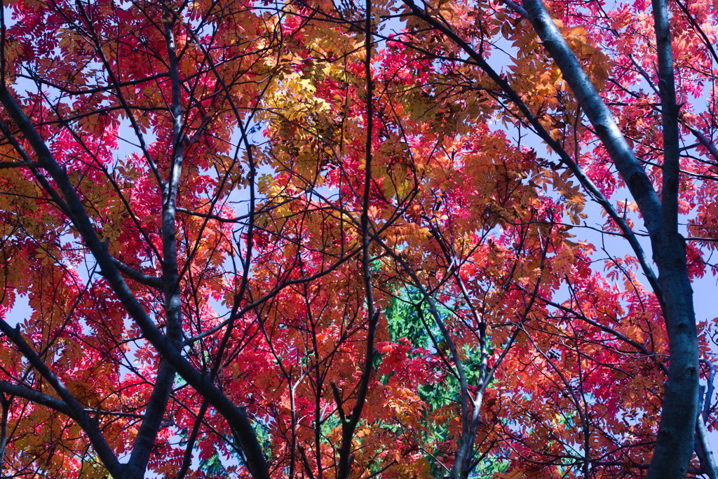 紅葉と青空3