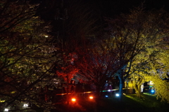 KP夜桜　新川