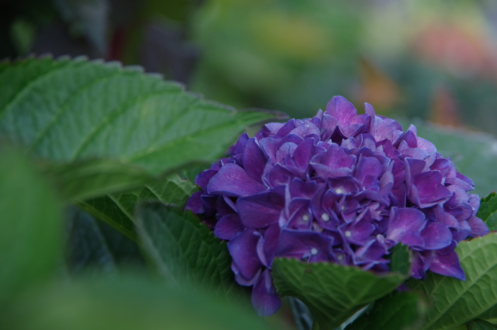 KP道端の紫陽花