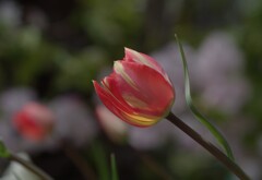 チューリップが咲いたよ
