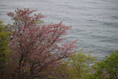 海と桜