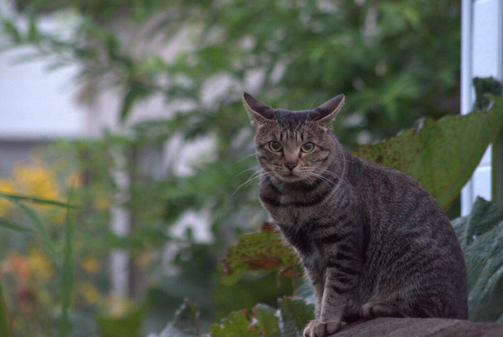 KPねこちゃん