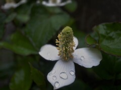 雨に打たれて-2