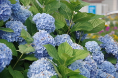 紫陽花-2