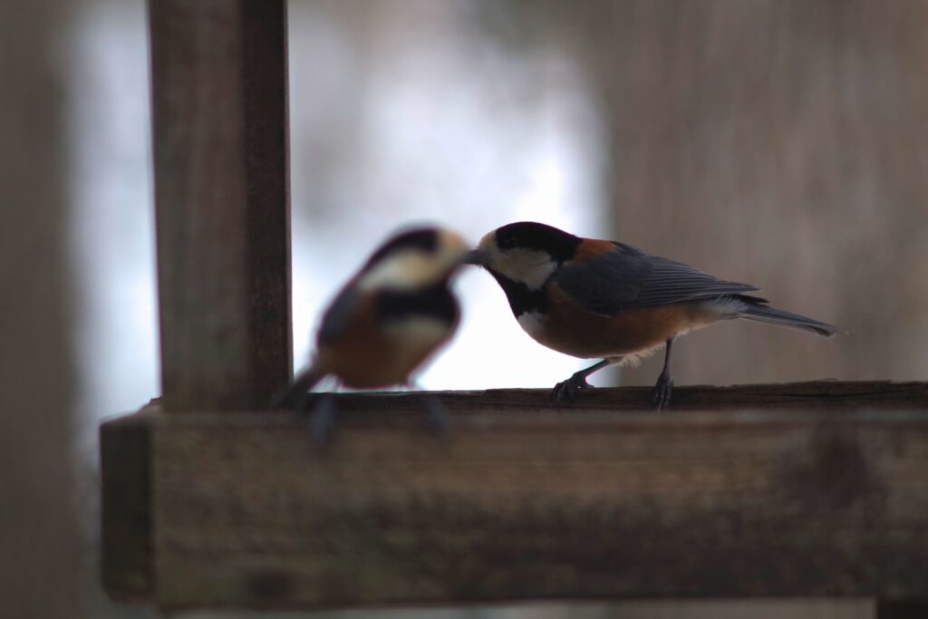 ファーストキス