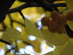 北大イチョウ並木04