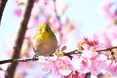 メジロ