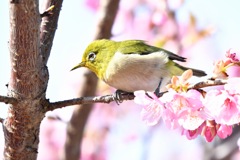メジロ