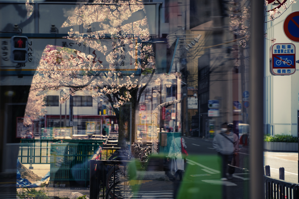 Cherry blossoms over the telephone booth