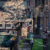 Cherry blossoms over the telephone booth