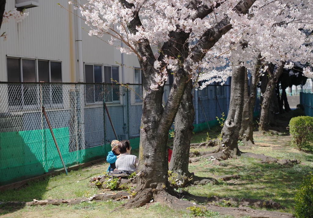 桜の下で