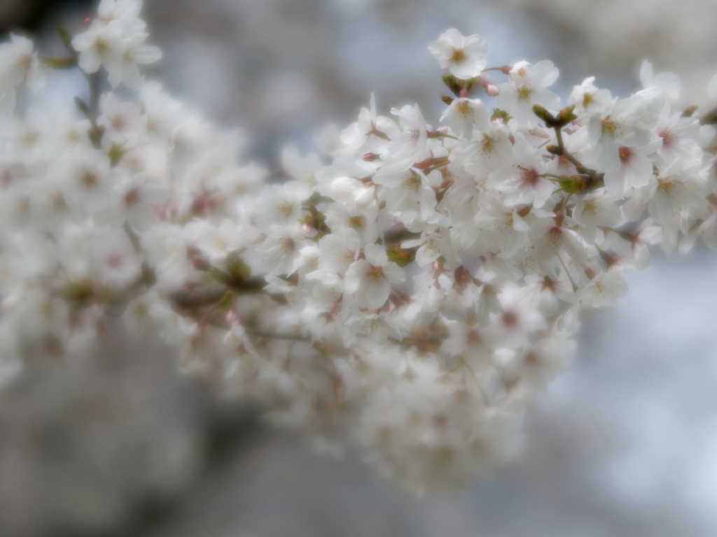 花霞