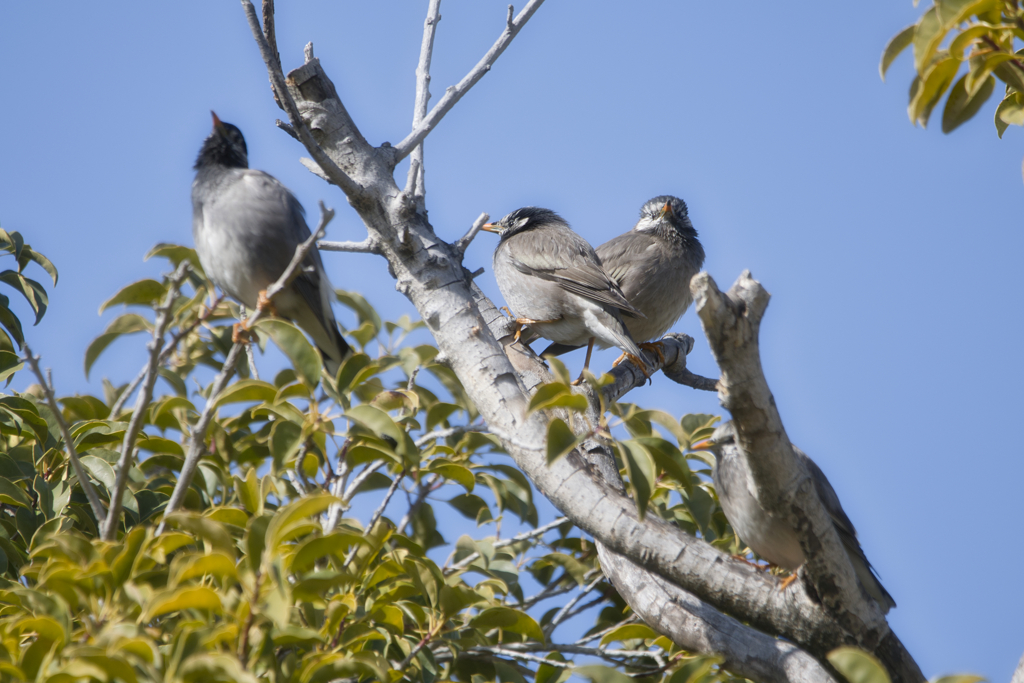 椋鳥たち