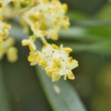 オリーブの花