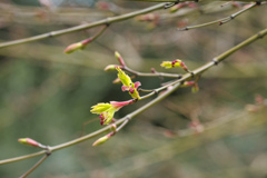 芽吹き