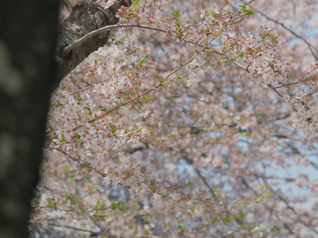 葉桜